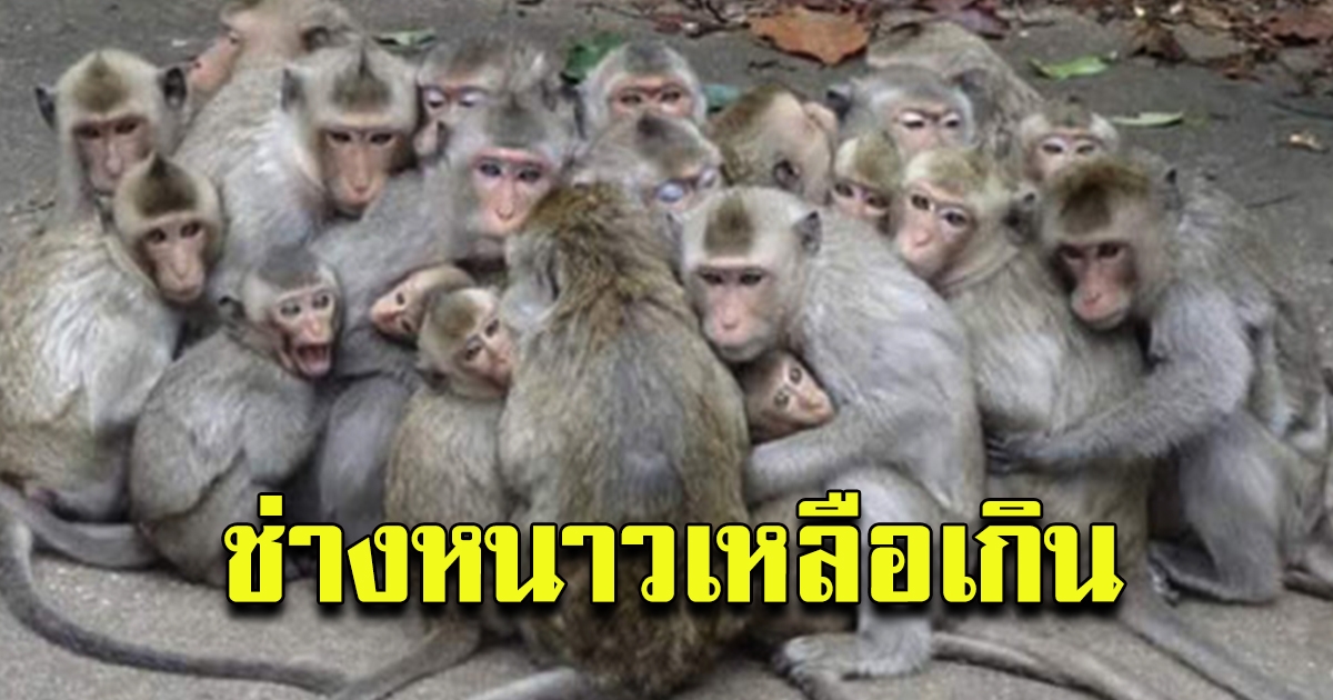 อากาศหนาว ลิงลพบุรีนับพันนั่งกอดกัน ตากแดดหงอยเหงาไม่ซนเหมือนเคย