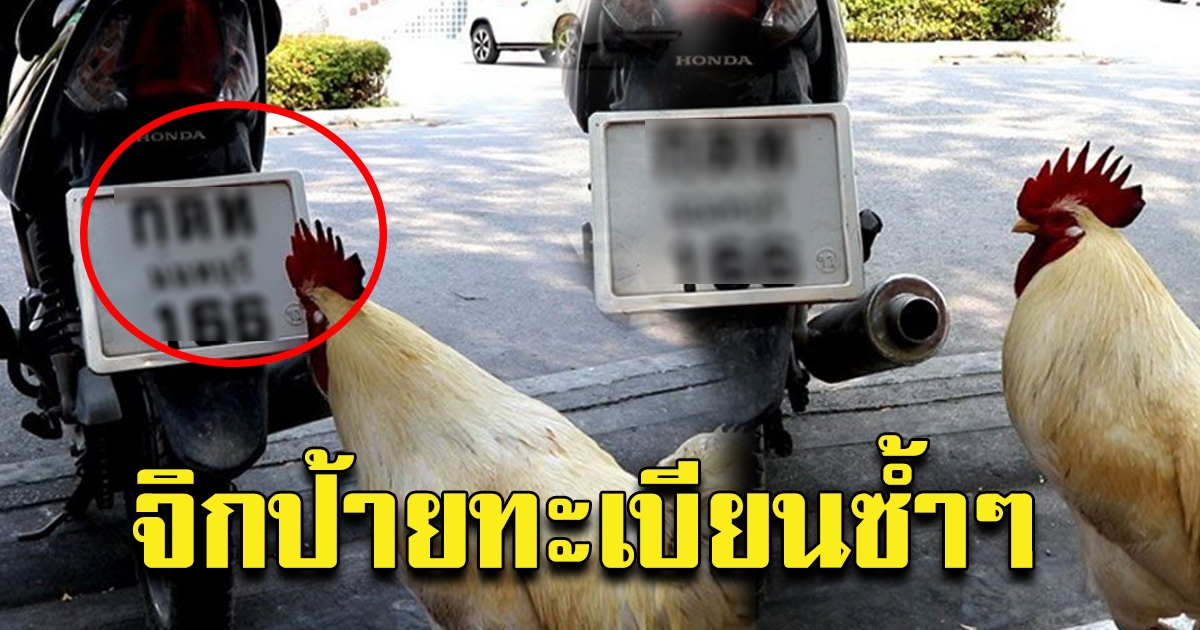 ไก่อู วัดกู้ จิกทะเบียนรถซ้ำๆ